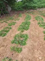 팜모닝 자유주제·자유게시판 게시글 이미지