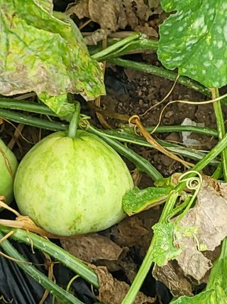 행운농부님의 자유주제 · 자유게시판 작성글 사진