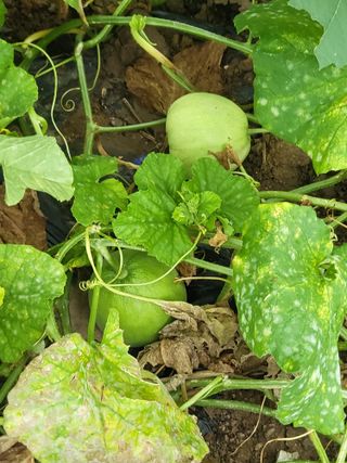 행운농부님의 자유주제 · 자유게시판 작성글 사진