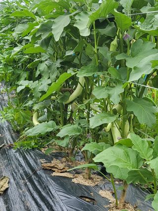 행운농부님의 자유주제 · 자유게시판 작성글 사진