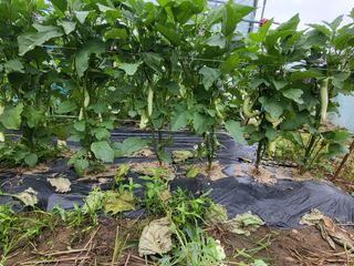 행운농부님의 자유주제 · 자유게시판 작성글 사진