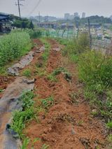 팜모닝 자유주제·자유게시판 게시글 이미지