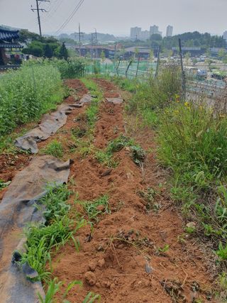 두릅나무10495님의 자유주제 · 자유게시판 작성글 사진