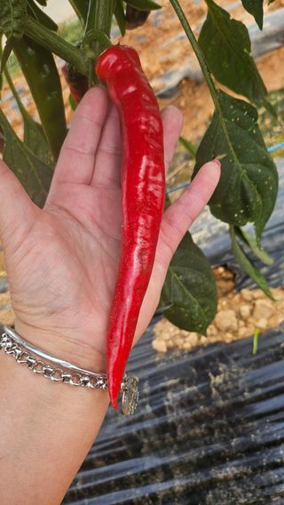 에덴농원나장미입니다님의 자유주제 · 칭찬해요 작성글 사진