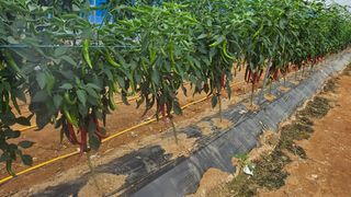 에덴농원나장미입니다님의 자유주제 · 칭찬해요 작성글 사진