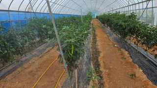 에덴농원나장미입니다님의 자유주제 · 칭찬해요 작성글 사진