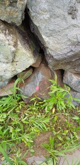 팜모닝 벼·영농일지 게시글 이미지