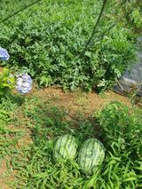 팜모닝 기타작물·영농일지 게시글 이미지