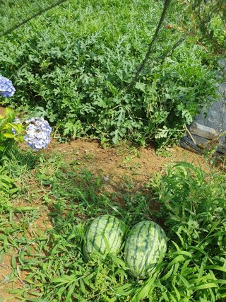 평강님의 기타작물 · 영농일지 작성글 사진