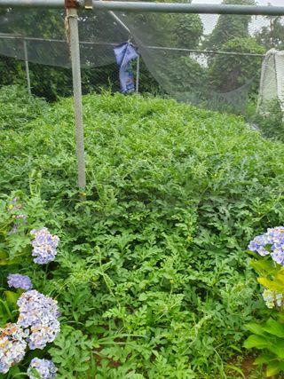 평강님의 기타작물 · 영농일지 작성글 사진