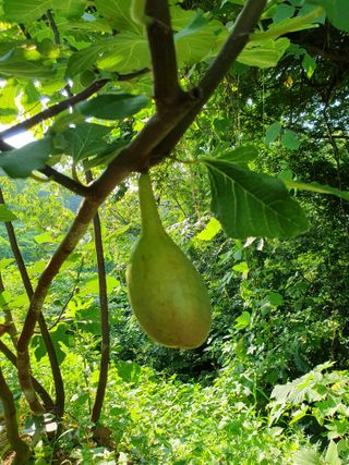 평강님의 기타작물 · 영농일지 작성글 사진