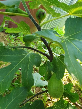 평강님의 기타작물 · 영농일지 작성글 사진