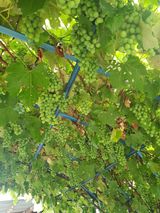 팜모닝 자유주제·자유게시판 게시글 이미지