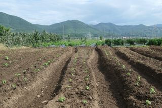 김영철님의 들깨 · 영농일지 작성글 사진