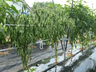 김영철님의 고추 · 병해충상담 작성글 사진