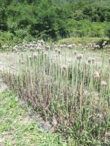 팜모닝 농사, 무엇이든 물어보세요!·참여글 게시글 이미지