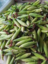 팜모닝 옥수수·영농일지 게시글 이미지