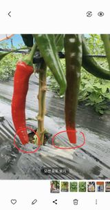 팜모닝 고추·병해충상담 게시글 이미지