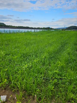녹우농장님의 콩 · 영농일지 작성글 사진