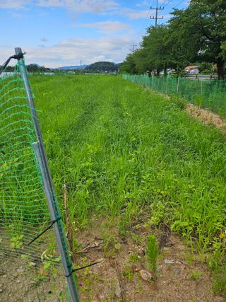 녹우농장님의 콩 · 영농일지 작성글 사진