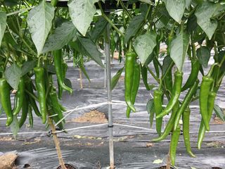 고추꽃님의 고추 · 영농일지 작성글 사진