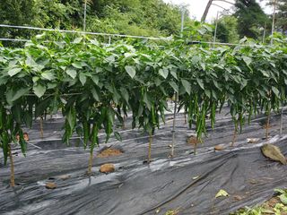 고추꽃님의 고추 · 영농일지 작성글 사진