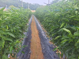 북극성짱님의 고추 · 영농일지 작성글 사진