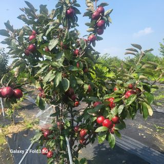 아림농장 대저2동 님의 자유주제 · 자유게시판 작성글 사진