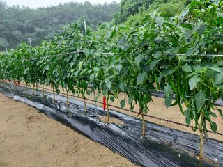 관음손가네님의 고추 · 영농일지 작성글 사진