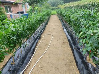 관음손가네님의 고추 · 영농일지 작성글 사진