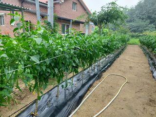 관음손가네님의 고추 · 영농일지 작성글 사진