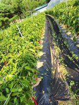 팜모닝 고추·병해충상담 게시글 이미지