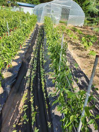 박영길님의 고추 · 병해충상담 작성글 사진