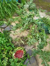 팜모닝 자유주제·자유게시판 게시글 이미지