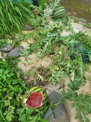 대운이네농원님의 자유주제 · 자유게시판 작성글 사진