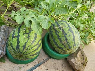 대운이네농원님의 자유주제 · 자유게시판 작성글 사진