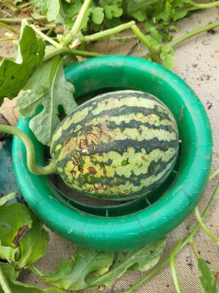 대운이네농원님의 자유주제 · 자유게시판 작성글 사진