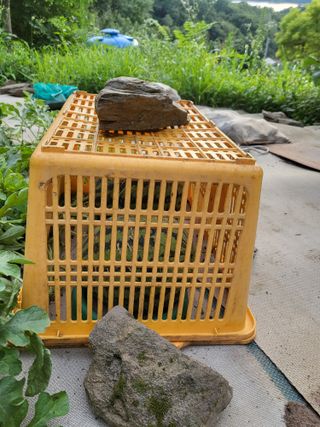 대운이네농원님의 자유주제 · 자유게시판 작성글 사진