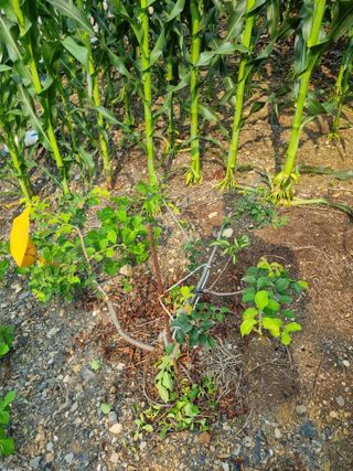 김용대님의 자유주제 · 자유게시판 작성글 사진