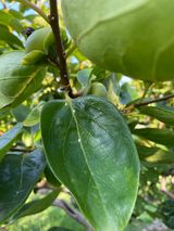 팜모닝 감·병해충상담 게시글 이미지