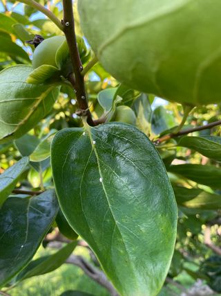 파파주니님의 감 · 병해충상담 작성글 사진