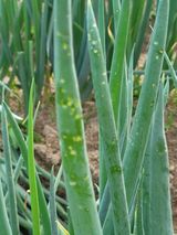 팜모닝 파·병해충상담 게시글 이미지