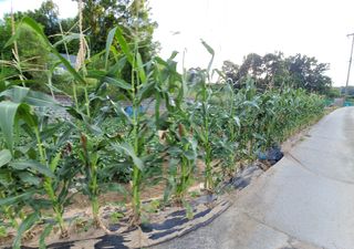 김성자님의 고추 · 영농일지 작성글 사진