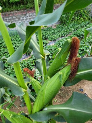 김성자님의 고추 · 영농일지 작성글 사진