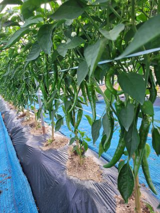 김성자님의 고추 · 영농일지 작성글 사진