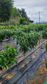 팜모닝 자유주제·자유게시판 게시글 이미지