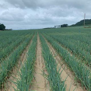 농약공부님의 최고의 제초제는 무엇인가요?🌿 · 참여글 작성글 사진