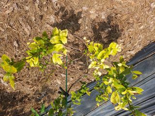 다 자급자족님의 블루베리 · 병해충상담 작성글 사진