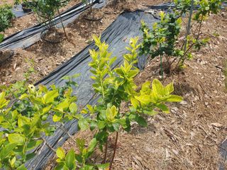 다 자급자족님의 블루베리 · 병해충상담 작성글 사진