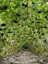 팜모닝 호박·영농일지 게시글 이미지